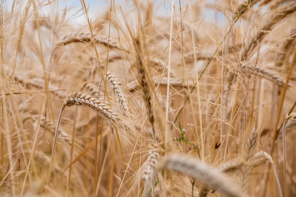 güneydoğu anadolu bölgesinde yetişen tahıllar