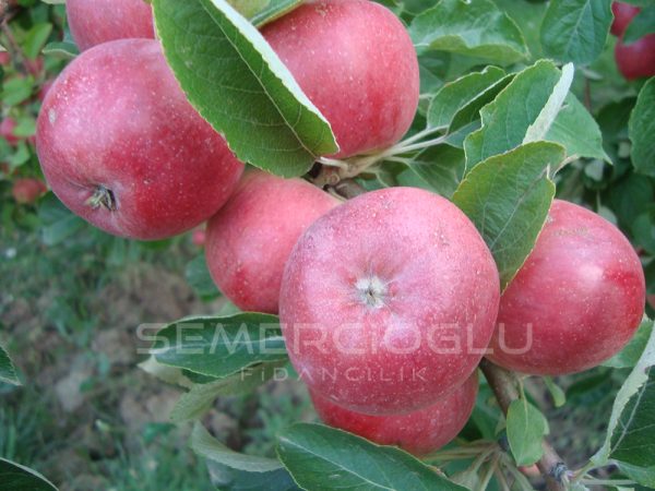Amasya Elma Fidanı