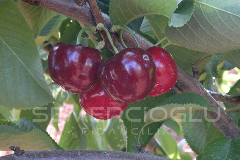 Early Lory Kiraz Fidanı