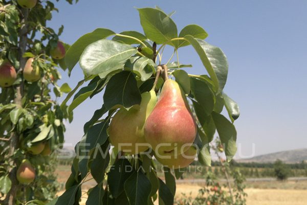 Etrusca Armut Fidanı
