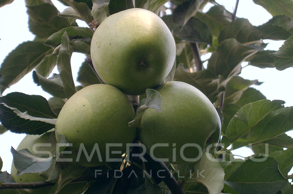 Granny Smith Elma Fidanı