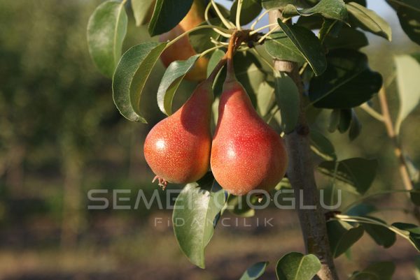 June Beauty Armut Fidanı