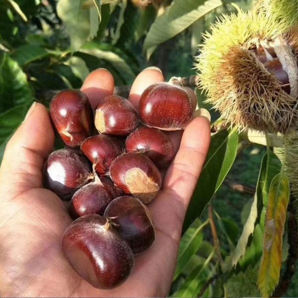 kemer kestane fidanı