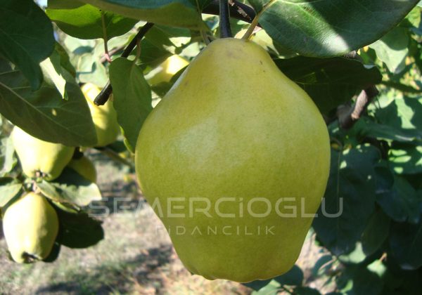 Limon Ayva Fidanı