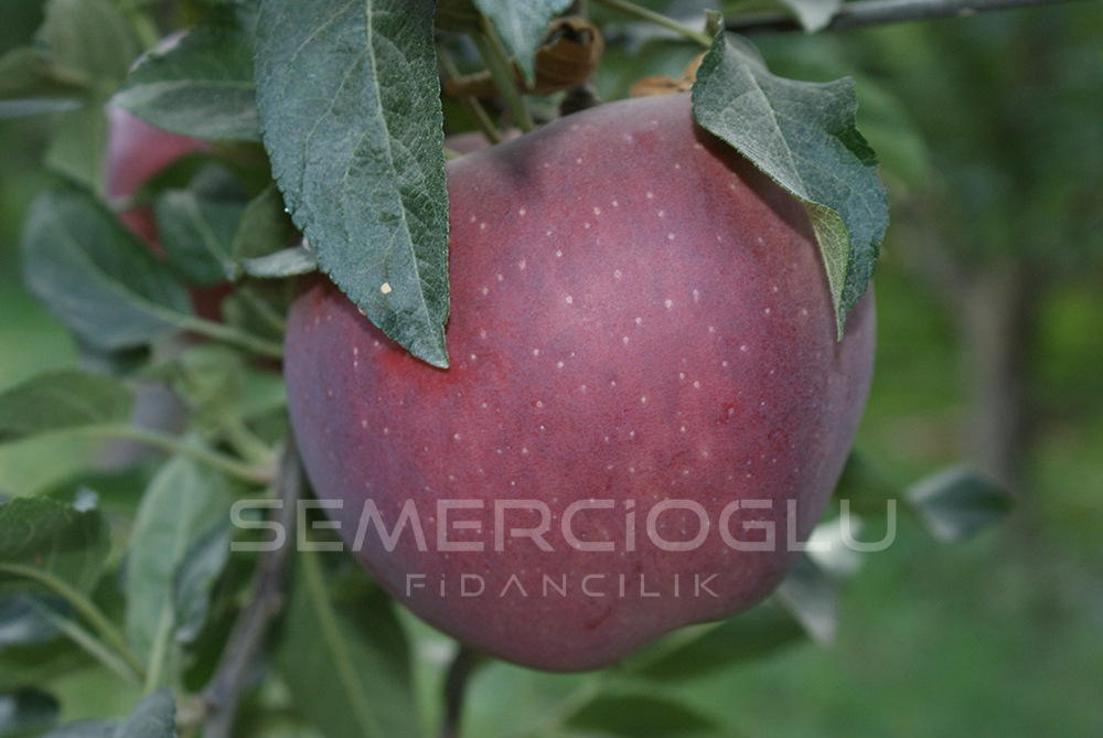 Scarlet Spur Elma Fidanı