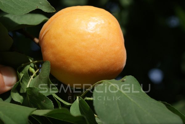 Precoce De Thyryinthe Kayısı Fidanı