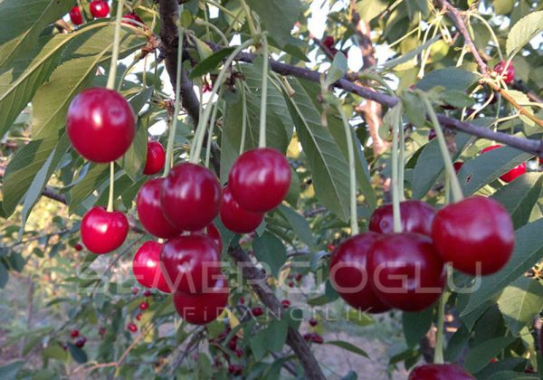 Kütahya Vişne Fidanı