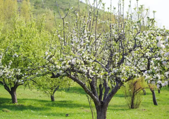 marmara bölgesinde yetişen meyve ağaçları