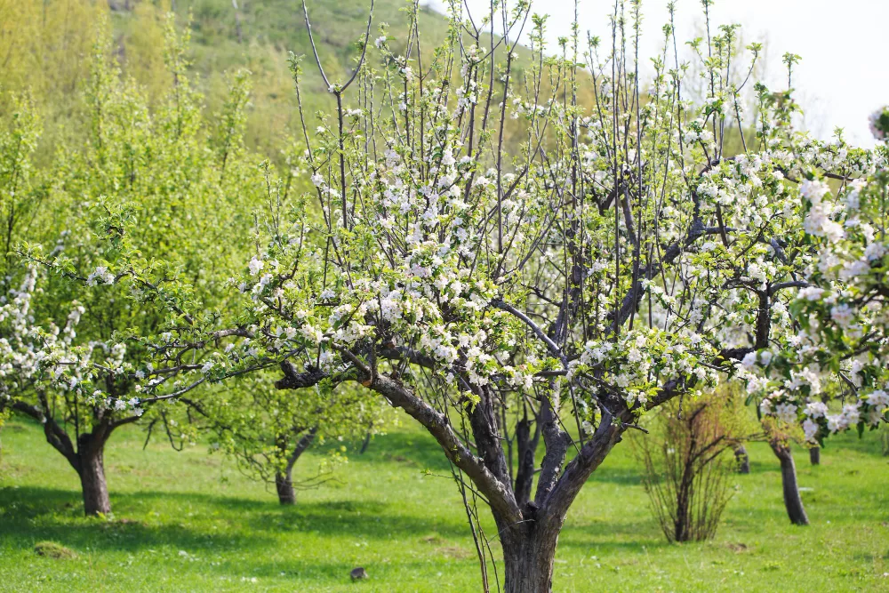 marmara bölgesinde yetişen meyve ağaçları