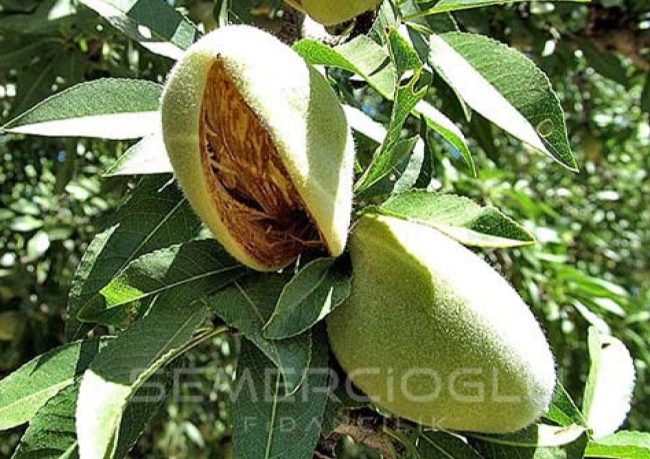 badem fidanı bakımının püf noktaları
