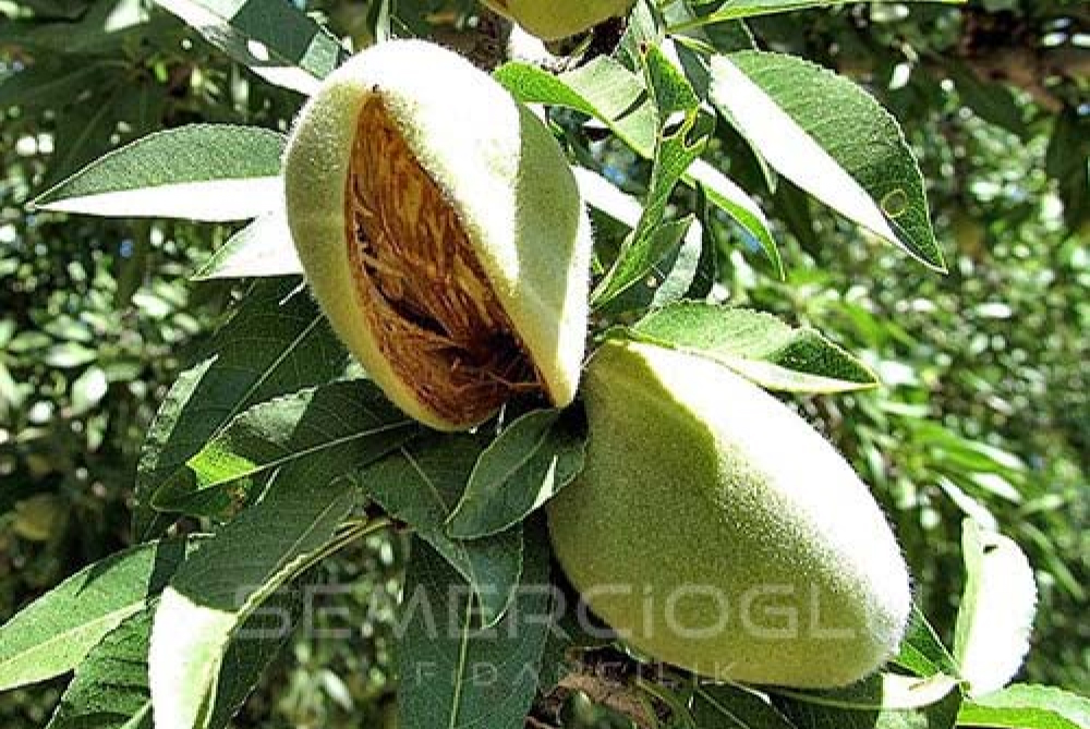 badem fidanı bakımının püf noktaları