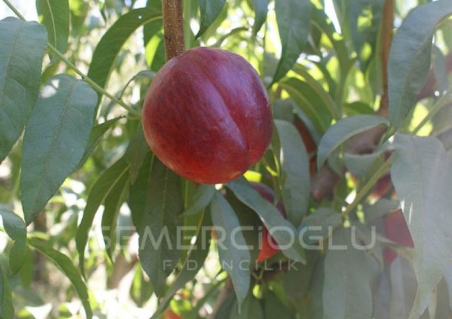Nektarin Fidanı Bakımının Püf Noktaları