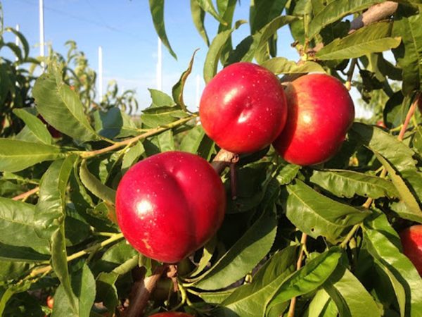 Boreal Nektarin Fidanı