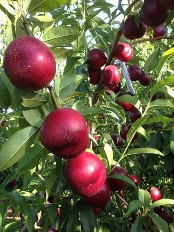 Garofa Nektarin Fidanı