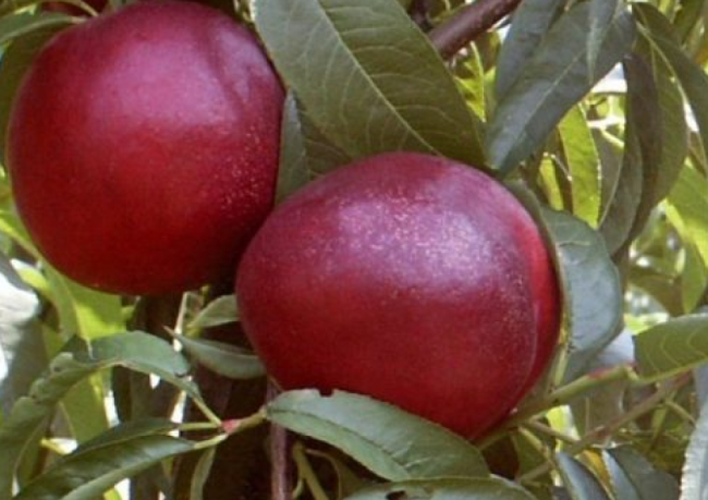 toprak analizi nedir