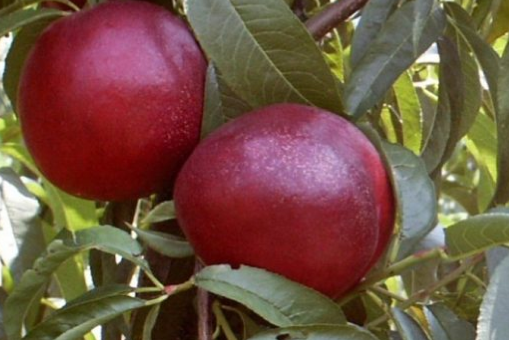 toprak analizi nedir