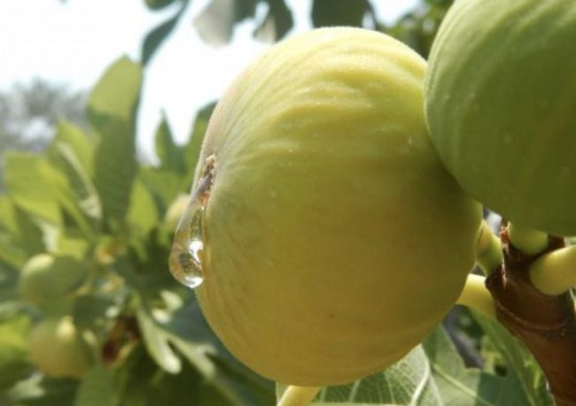 bodur meyve fidanı özellikleri nedir