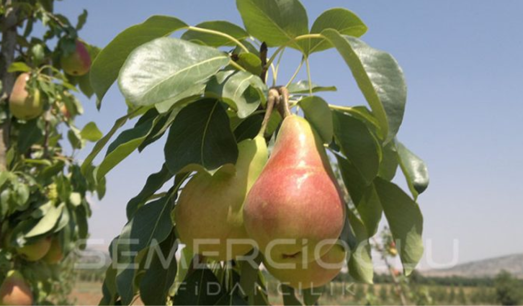armut fidanı nasıl gübrelenir