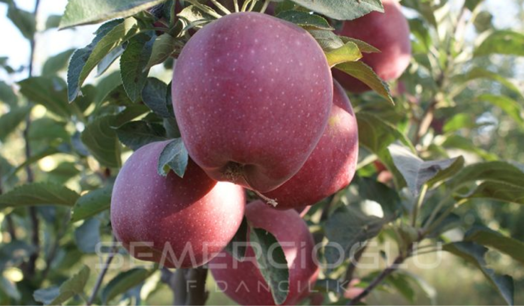 elma fidanı hangi bölgelerde yetişir