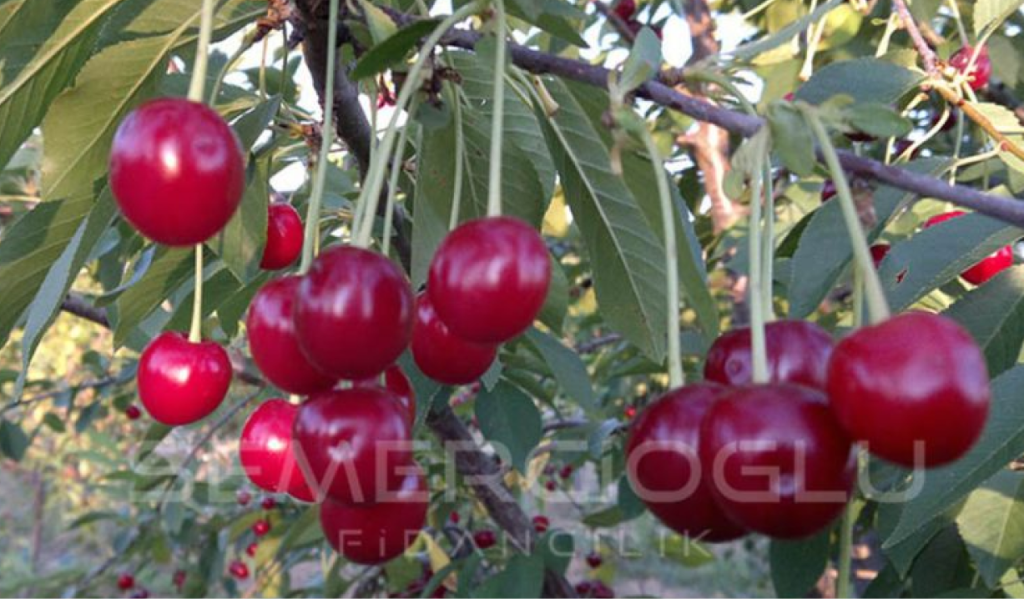 vişne fidanlarında gübreleme yöntemi