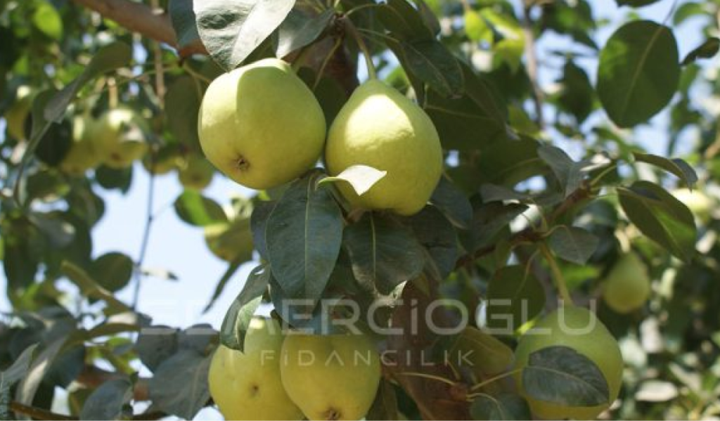 armut fidanı türleri nelerdir