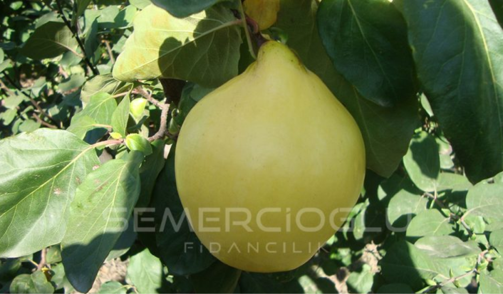 ayva fidanı türleri nelerdir