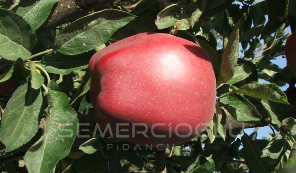 elma fidanı çeşitleri nelerdir