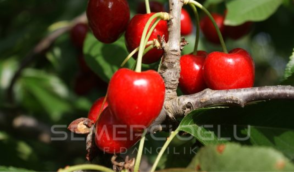 kiraz fidanı türleri nelerdir