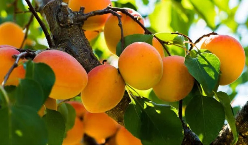 meyve fidanlarında sulama teknikleri