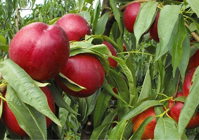 organik tarım için meyve fidanları
