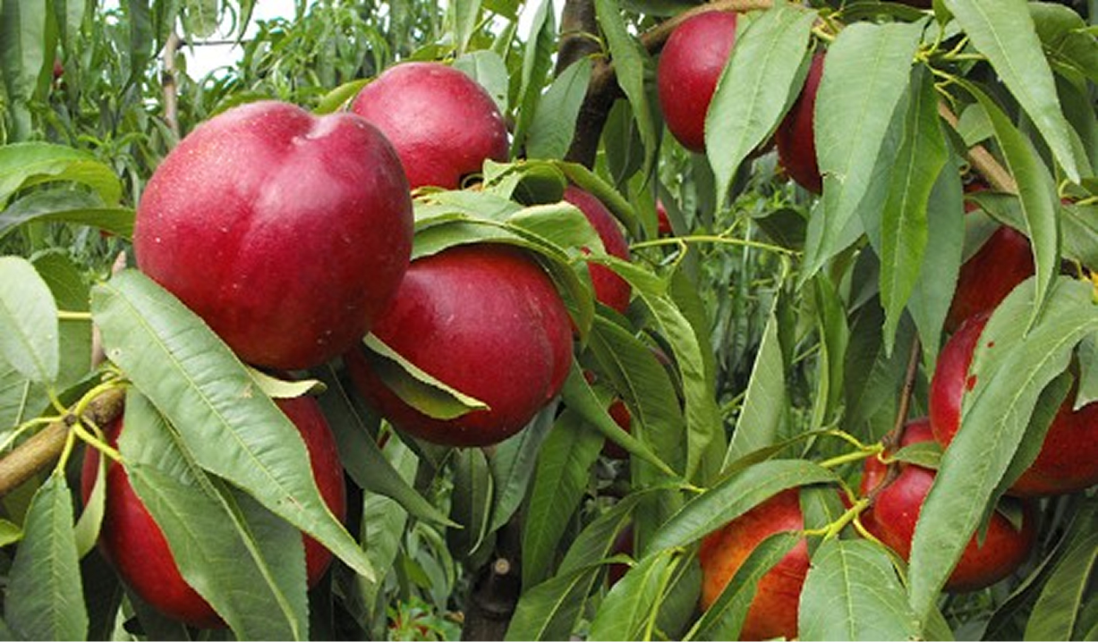 organik tarım için meyve fidanları