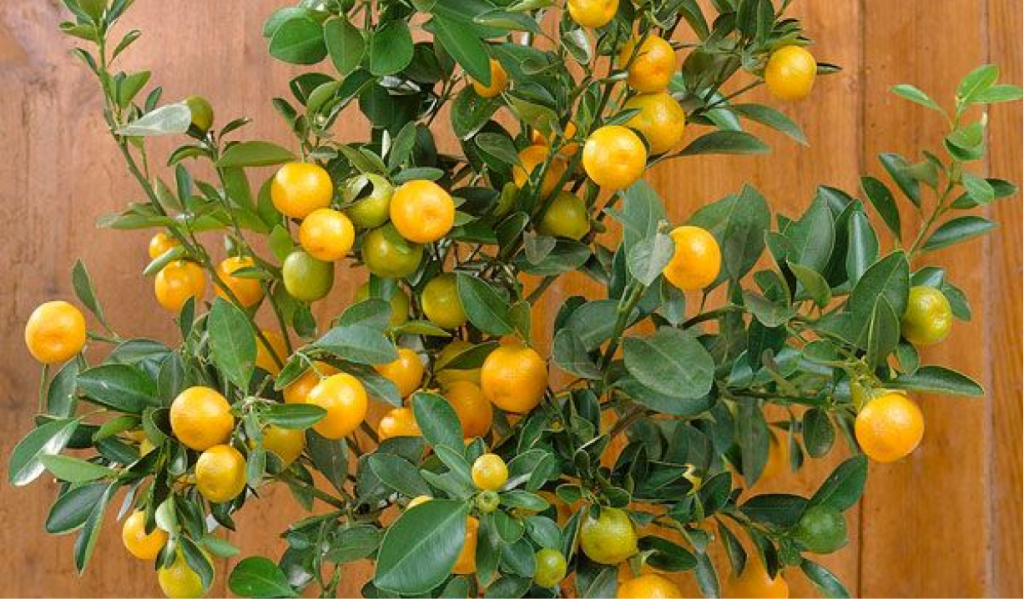 bahçenizde hangi meyve fidanlarını yetiştirebilirisiniz