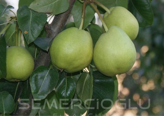 en verimli armut fidanları