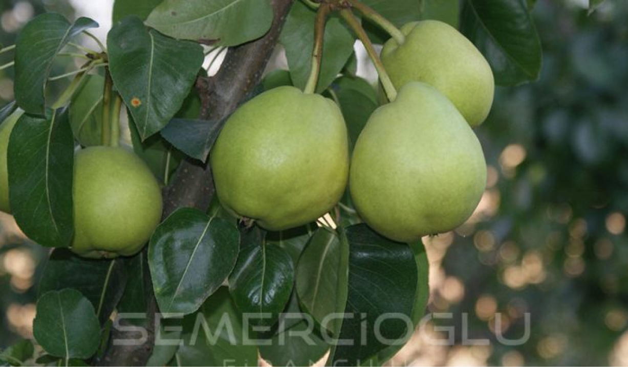 en verimli armut fidanları