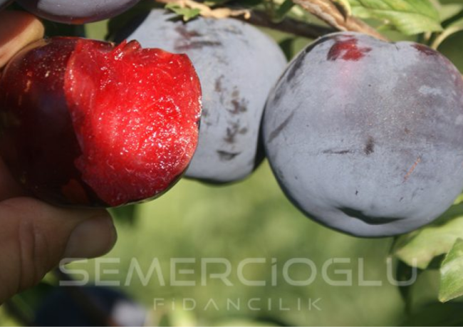 en verimli erik fidanları