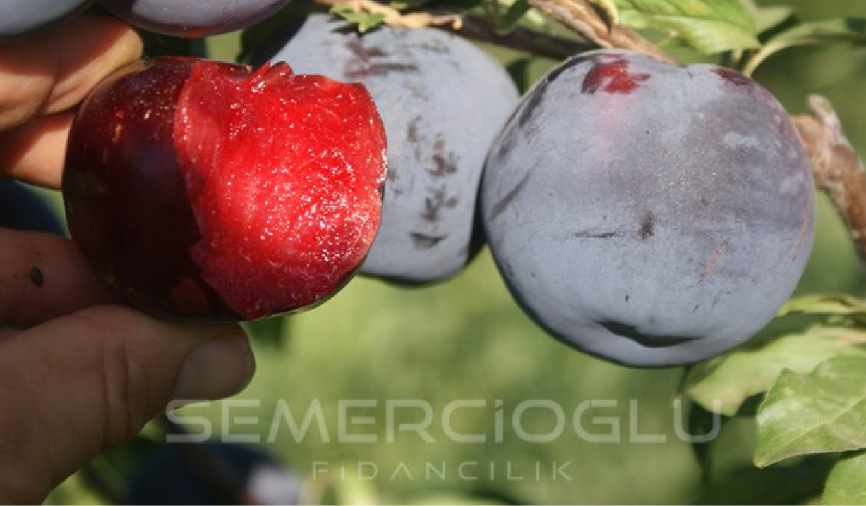 en verimli erik fidanları