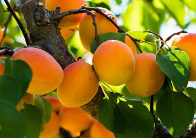 en verimli kayısı fidanları