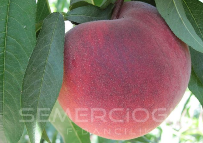 en verimli şeftali fidanları