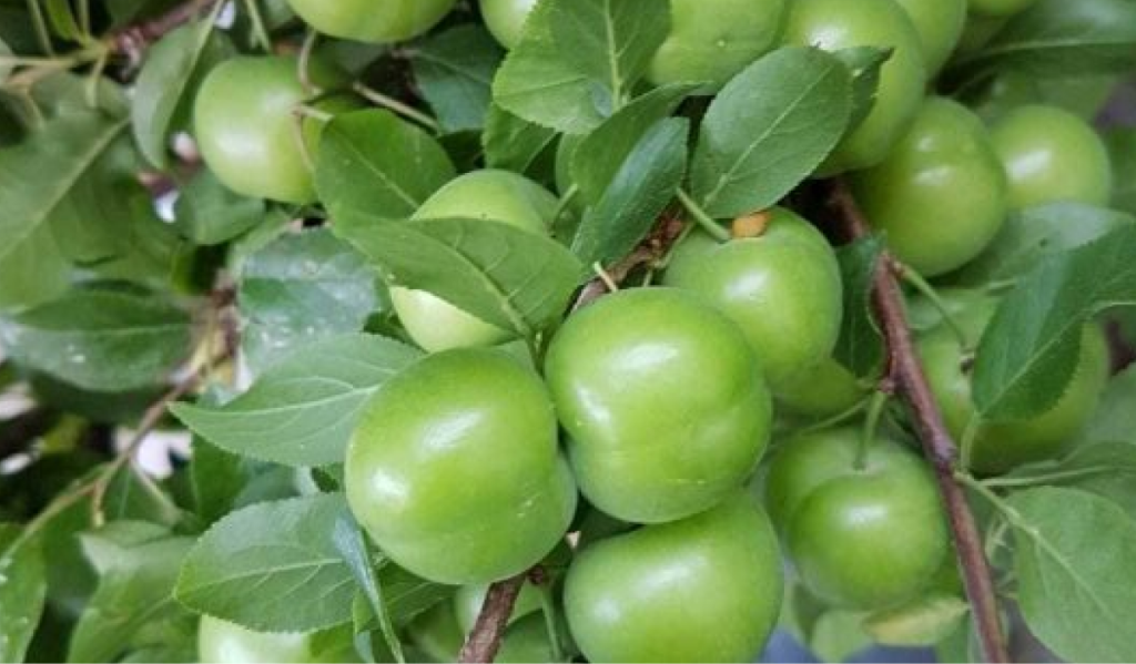 erik fidanı türleri nelerdir