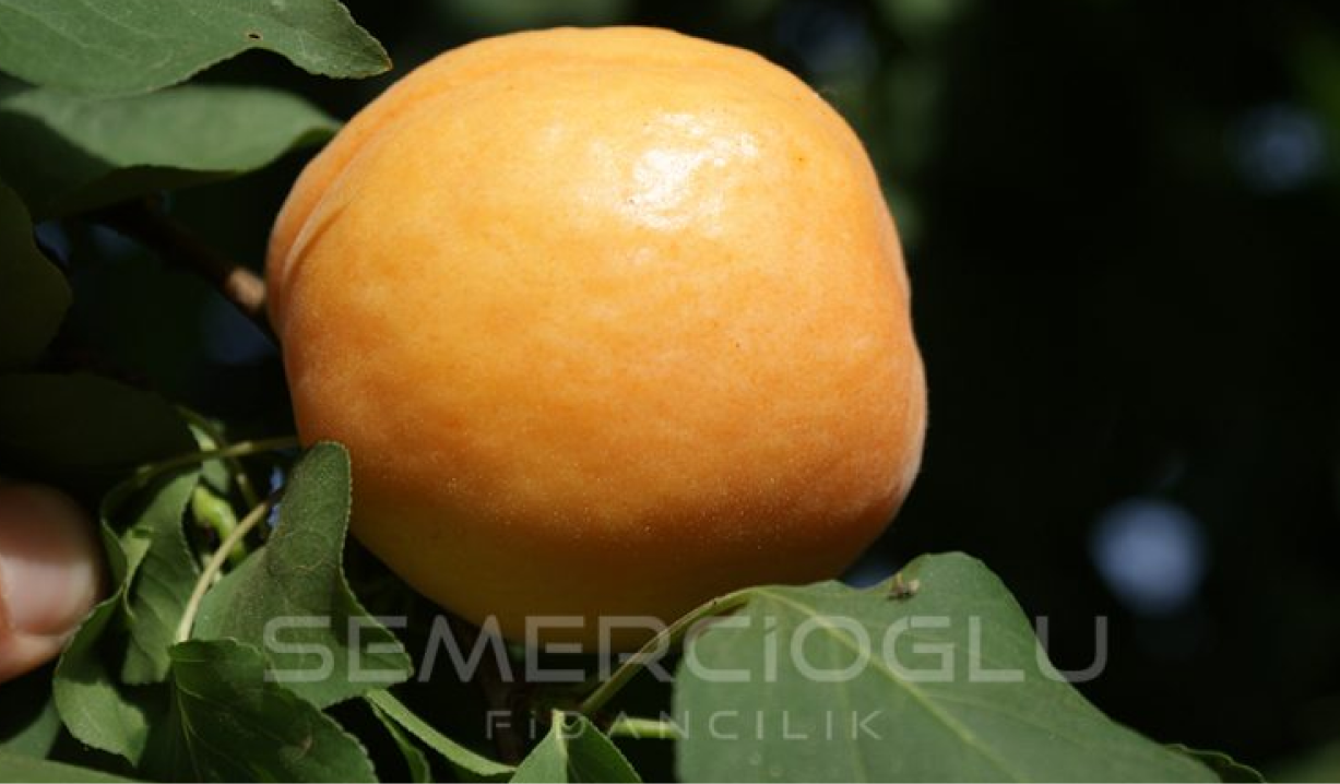 kayısı fidanı türleri nelerdir