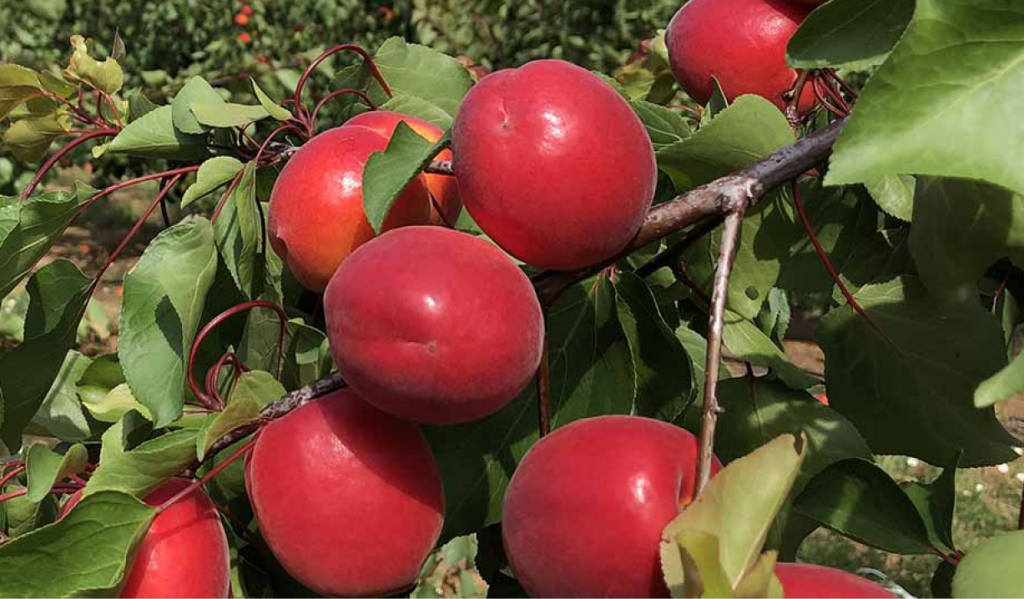 meyve fidanlarının farkları nelerdir