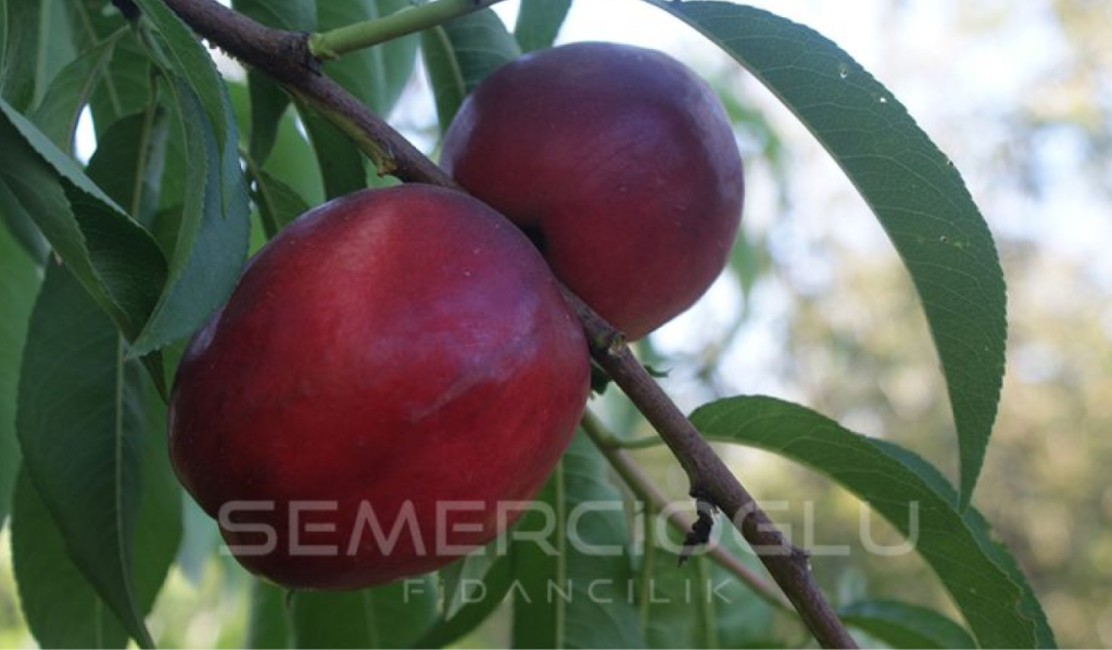 nektarin fidanı türleri nelerdir