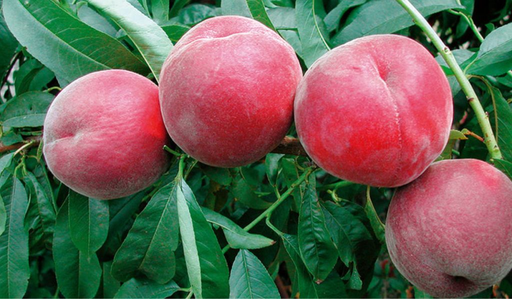 şeftali fidanı türleri nelerdir