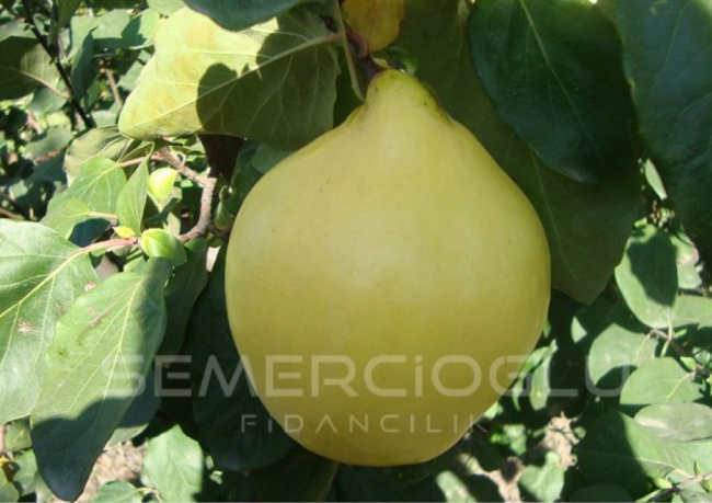 ayva fidanlarının farkları nelerdir