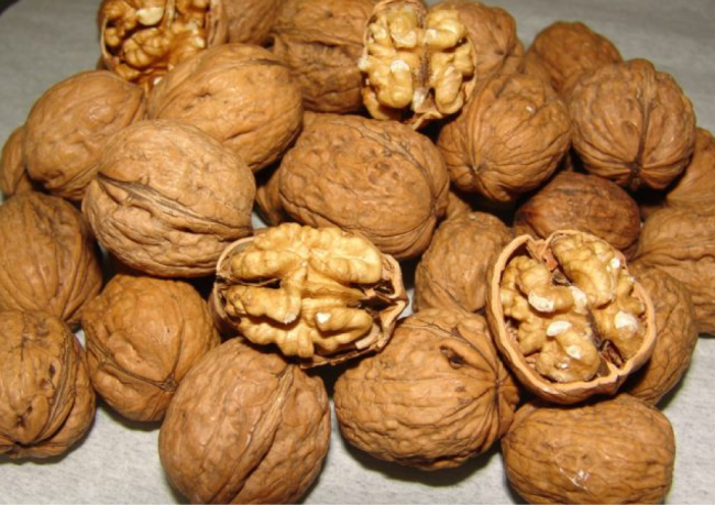 en verimli ceviz fidanları