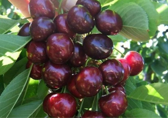 en verimli meyve fidanları