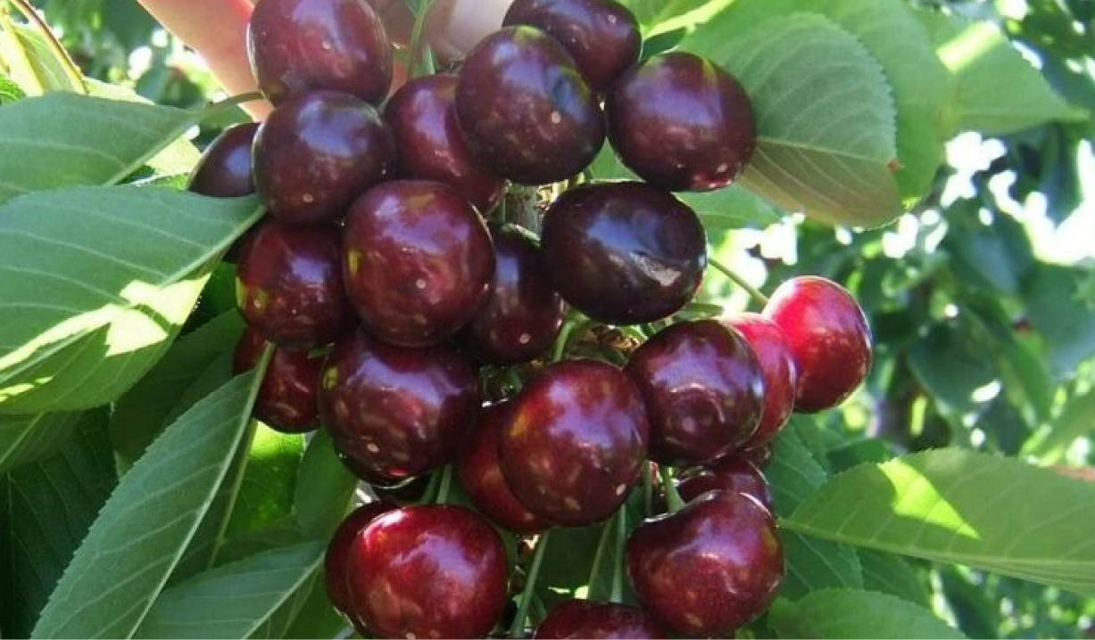 en verimli meyve fidanları