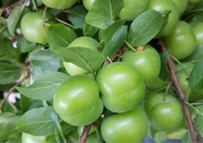 erik fidanlarının farkları nelerdir