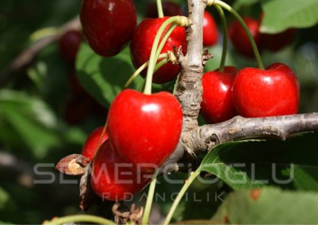 kiraz fidanlarının farkları nelerdir