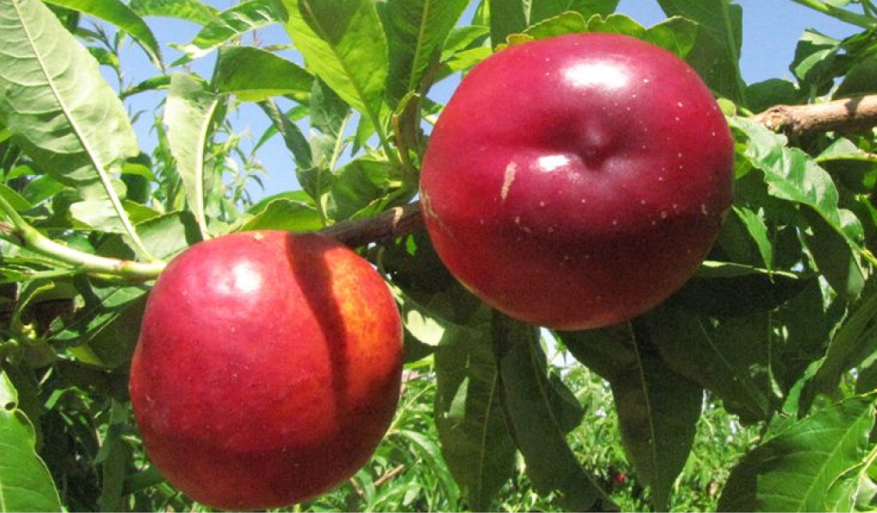 nektarin fidanlarının farkları nelerdir